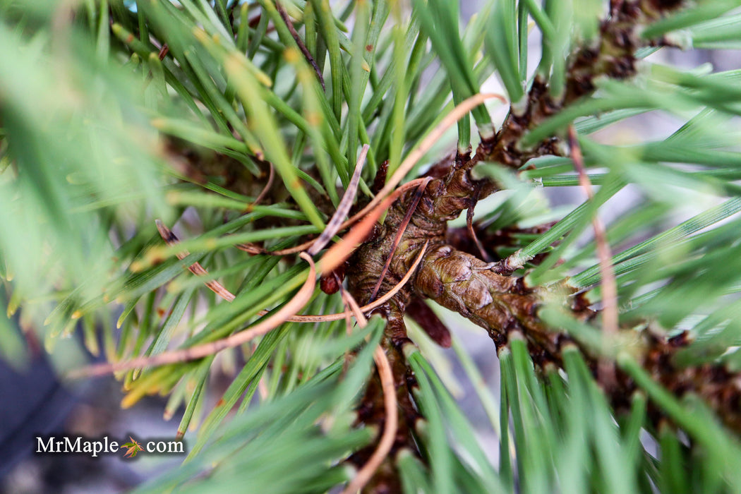 Pinus uncinata 'Zelenac' Swiss Mountain Pine