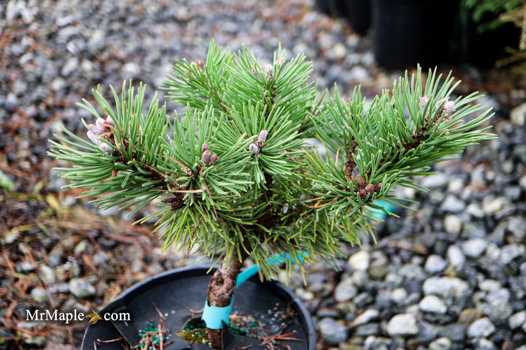 Pinus uncinata 'Zelenac' Swiss Mountain Pine