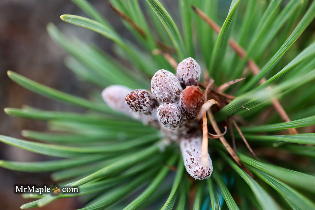 Pinus uncinata 'Zelenac' Swiss Mountain Pine