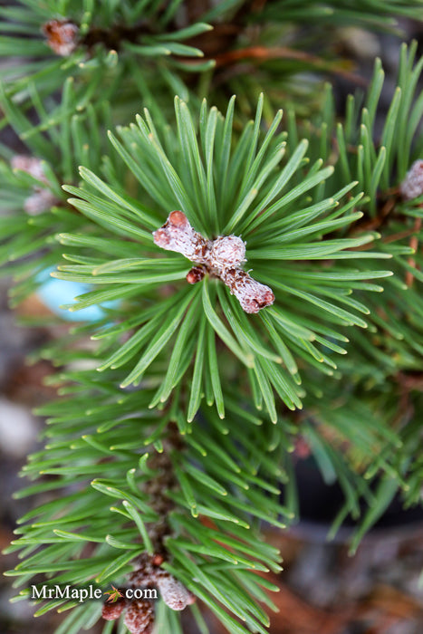 Pinus uncinata 'Zelenac' Swiss Mountain Pine