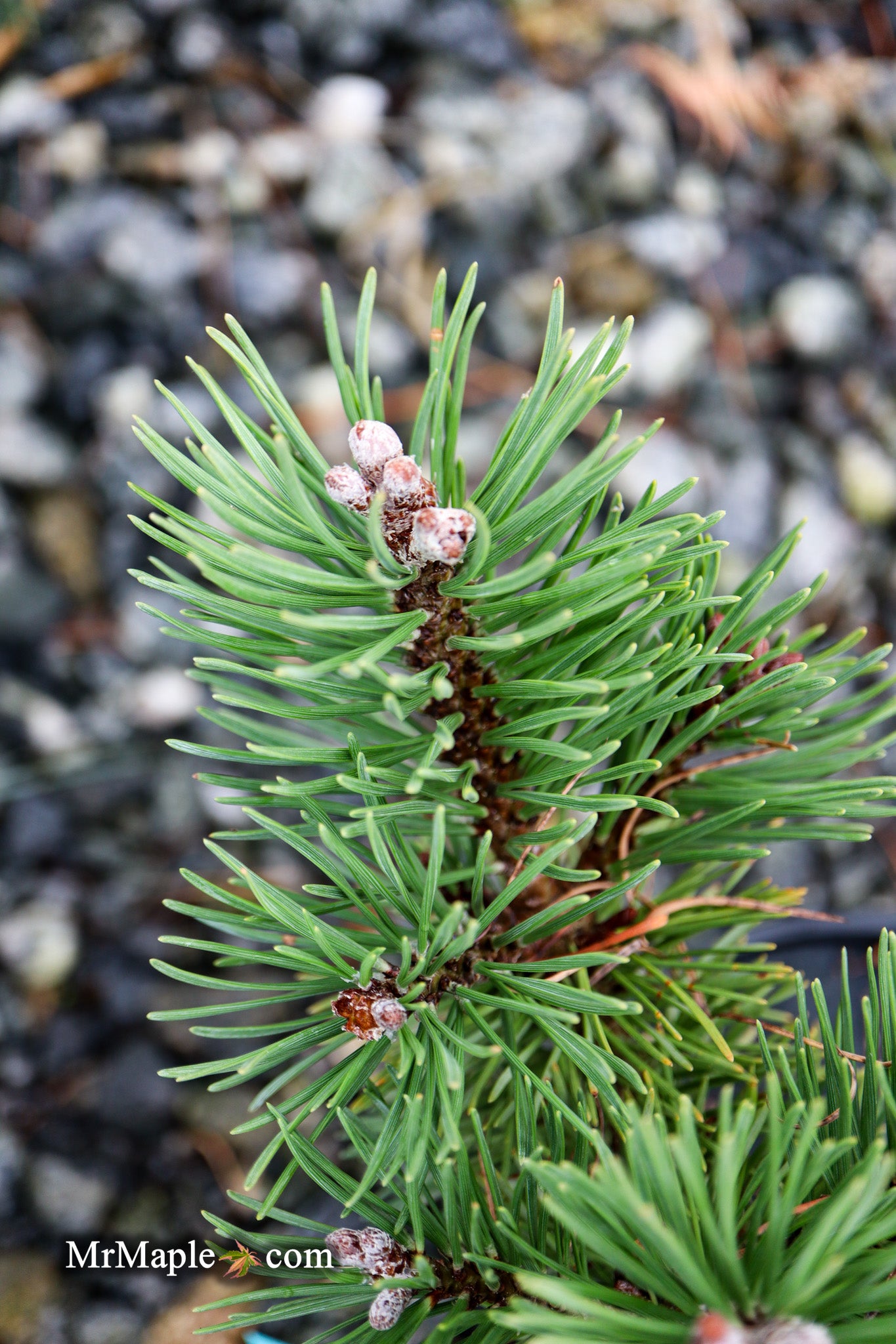 Buy Pinus uncinata 'Zelenac' Swiss Mountain Pine — Mr Maple │ Buy
