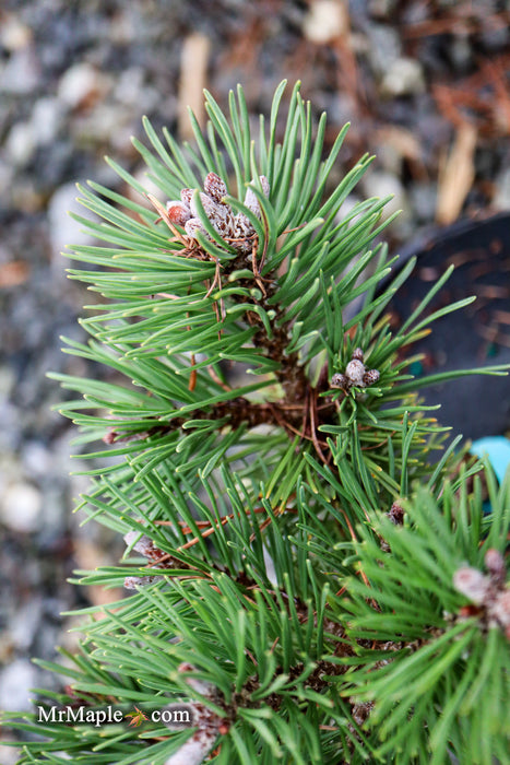 Pinus uncinata 'Zelenac' Swiss Mountain Pine