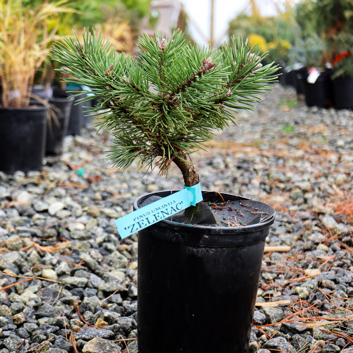 pinus uncinata bonsai Buy Pinus uncinata 'Zelenac' Swiss Mountain Pine — Mr Maple │ Buy Japanese  Maple Trees