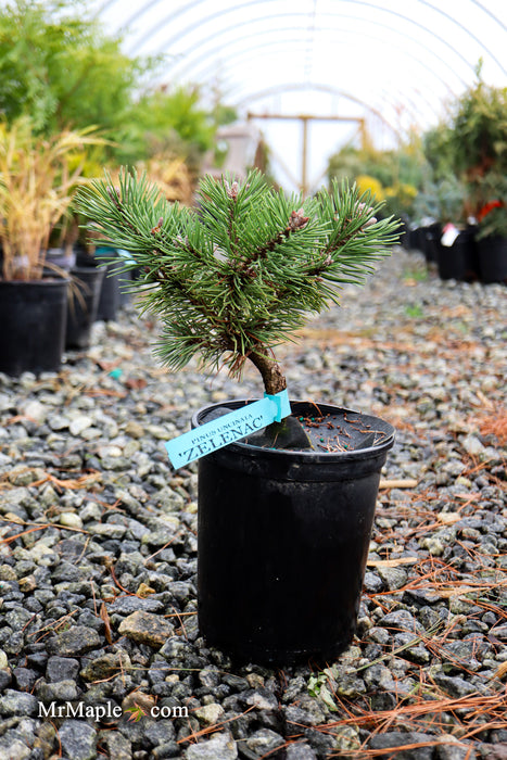 Pinus uncinata 'Zelenac' Swiss Mountain Pine