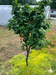 Zelkova serrata 'Goblin' Dwarf Japanese Zelkova - Mr Maple │ Buy Japanese Maple Trees