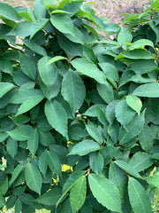 Zelkova serrata 'Goblin' Dwarf Japanese Zelkova - Mr Maple │ Buy Japanese Maple Trees