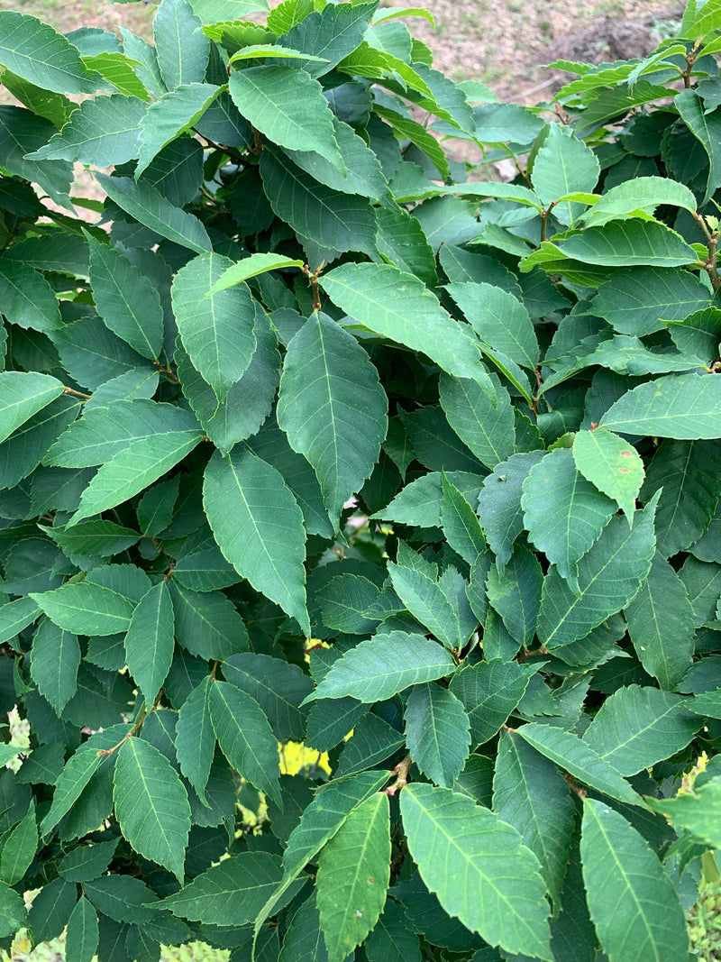 Zelkova serrata 'Goblin' Dwarf Japanese Zelkova - Mr Maple │ Buy Japanese Maple Trees