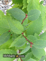 Zelkova serrata 'Goblin' Dwarf Japanese Zelkova - Mr Maple │ Buy Japanese Maple Trees