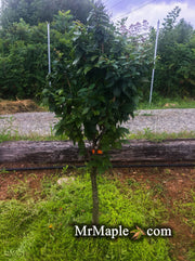 Zelkova serrata 'Goblin' Dwarf Japanese Zelkova - Mr Maple │ Buy Japanese Maple Trees