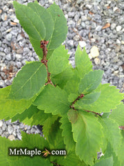 Zelkova serrata 'Goblin' Dwarf Japanese Zelkova - Mr Maple │ Buy Japanese Maple Trees