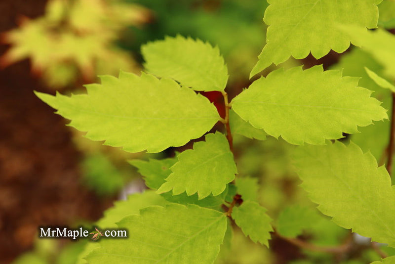 Zelkova serrata 'Goblin' Dwarf Japanese Zelkova - Mr Maple │ Buy Japanese Maple Trees