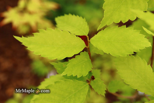 Zelkova serrata 'Goblin' Dwarf Japanese Zelkova - Mr Maple │ Buy Japanese Maple Trees