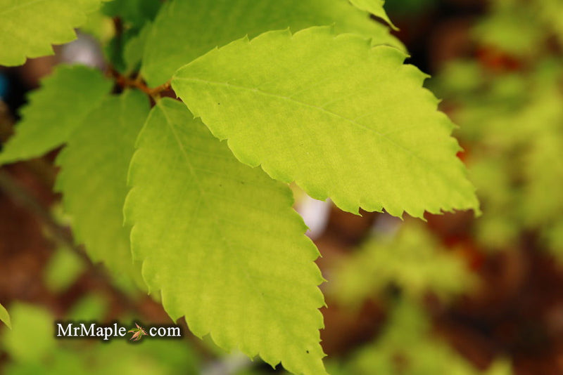 Zelkova serrata 'Goblin' Dwarf Japanese Zelkova - Mr Maple │ Buy Japanese Maple Trees