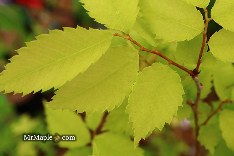 Zelkova serrata 'Goblin' Dwarf Japanese Zelkova - Mr Maple │ Buy Japanese Maple Trees