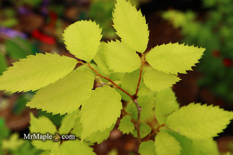 Zelkova serrata 'Goblin' Dwarf Japanese Zelkova - Mr Maple │ Buy Japanese Maple Trees