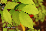 Zelkova serrata 'Goblin' Dwarf Japanese Zelkova - Mr Maple │ Buy Japanese Maple Trees