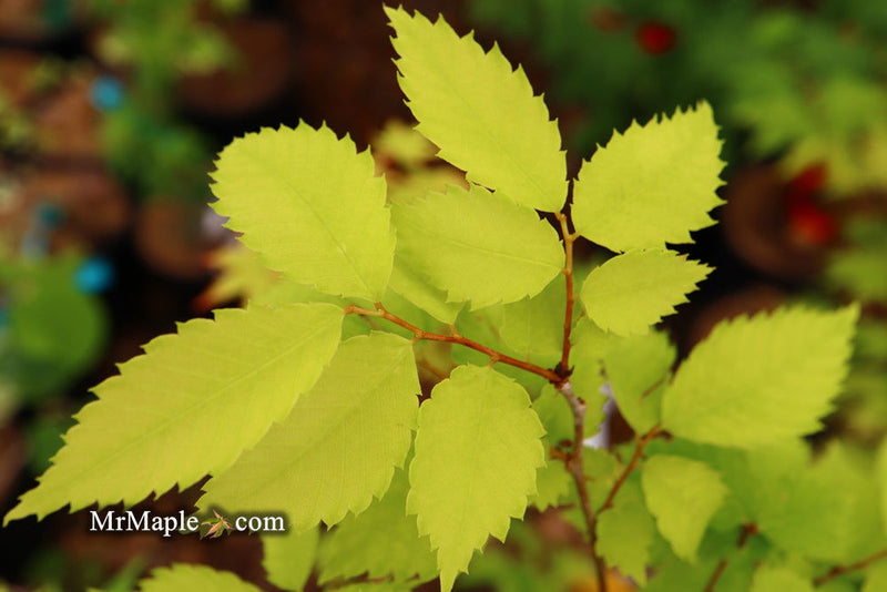 Zelkova serrata 'Goblin' Dwarf Japanese Zelkova - Mr Maple │ Buy Japanese Maple Trees