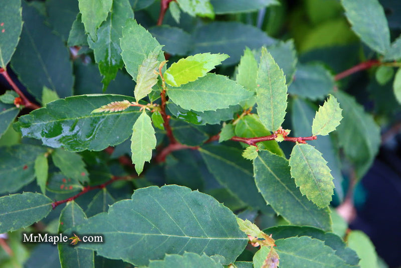 Zelkova serrata 'Goblin' Dwarf Japanese Zelkova - Mr Maple │ Buy Japanese Maple Trees