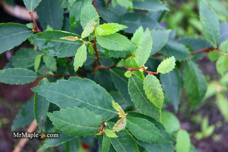 Zelkova serrata 'Goblin' Dwarf Japanese Zelkova - Mr Maple │ Buy Japanese Maple Trees