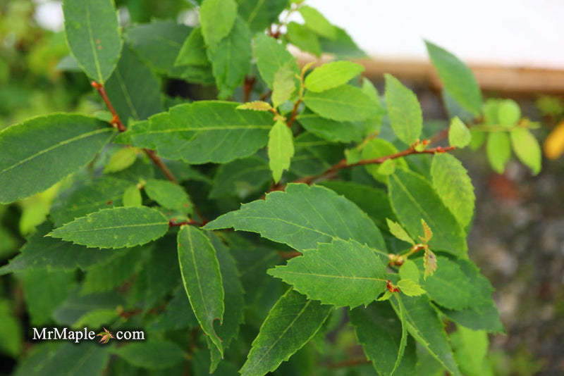 Zelkova serrata 'Goblin' Dwarf Japanese Zelkova - Mr Maple │ Buy Japanese Maple Trees