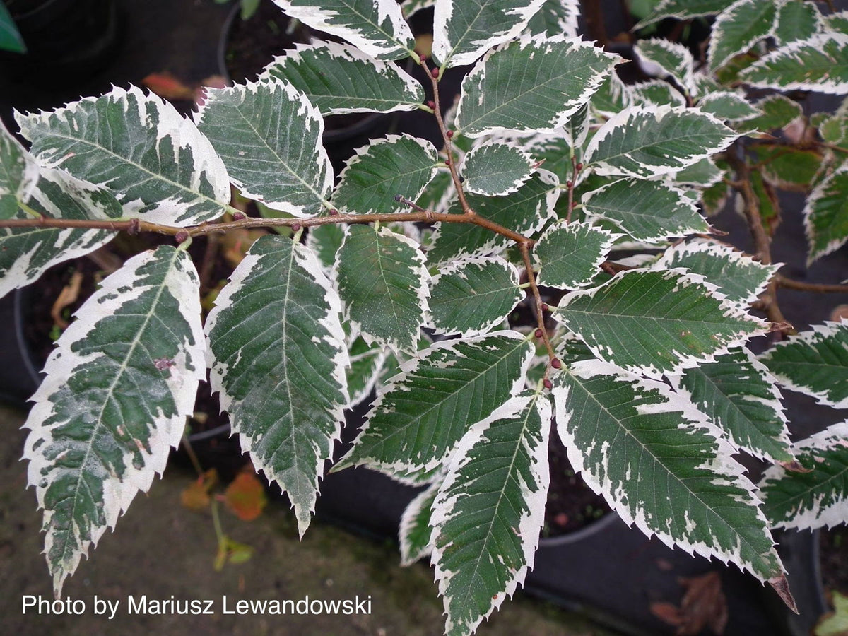 Zelkova serrata 'Goshiki' Variegated Japanese Zelkova