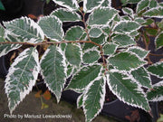 Zelkova serrata 'Goshiki' Variegated Japanese Zelkova - Mr Maple │ Buy Japanese Maple Trees