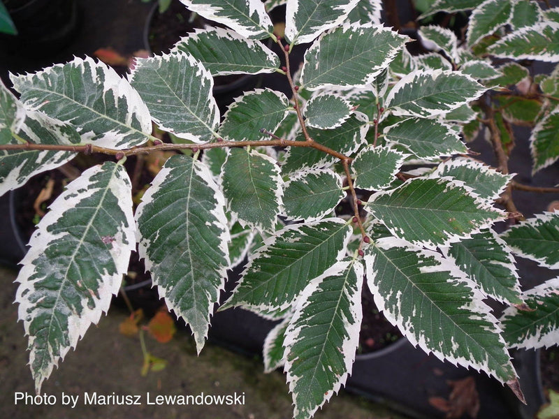 Zelkova serrata 'Goshiki' Variegated Japanese Zelkova - Mr Maple │ Buy Japanese Maple Trees