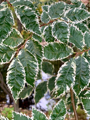 Zelkova serrata 'Goshiki' Variegated Japanese Zelkova - Mr Maple │ Buy Japanese Maple Trees