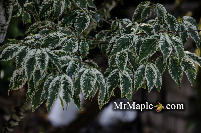 Zelkova serrata 'Goshiki' Variegated Japanese Zelkova - Mr Maple │ Buy Japanese Maple Trees
