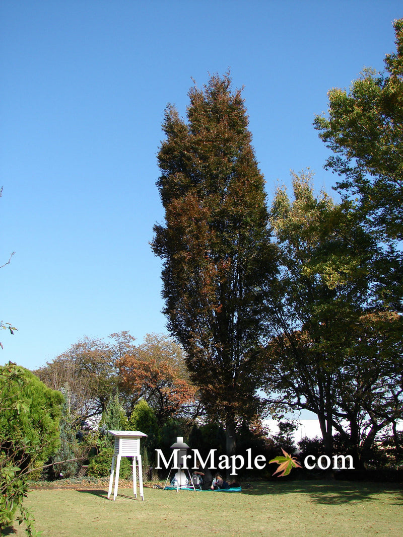 Zelkova serrata 'Musashino Silhouette' Columnar Japanese Zelkova - Mr Maple │ Buy Japanese Maple Trees