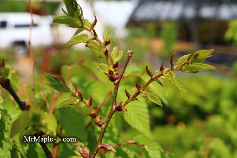 Zelkova serrata 'Musashino Silhouette' Columnar Japanese Zelkova - Mr Maple │ Buy Japanese Maple Trees