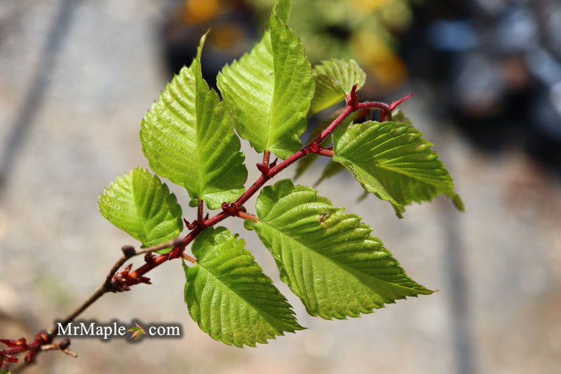 Zelkova serrata 'Musashino Silhouette' Columnar Japanese Zelkova - Mr Maple │ Buy Japanese Maple Trees