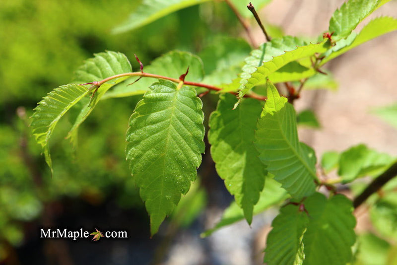 Zelkova serrata 'Musashino Silhouette' Columnar Japanese Zelkova - Mr Maple │ Buy Japanese Maple Trees