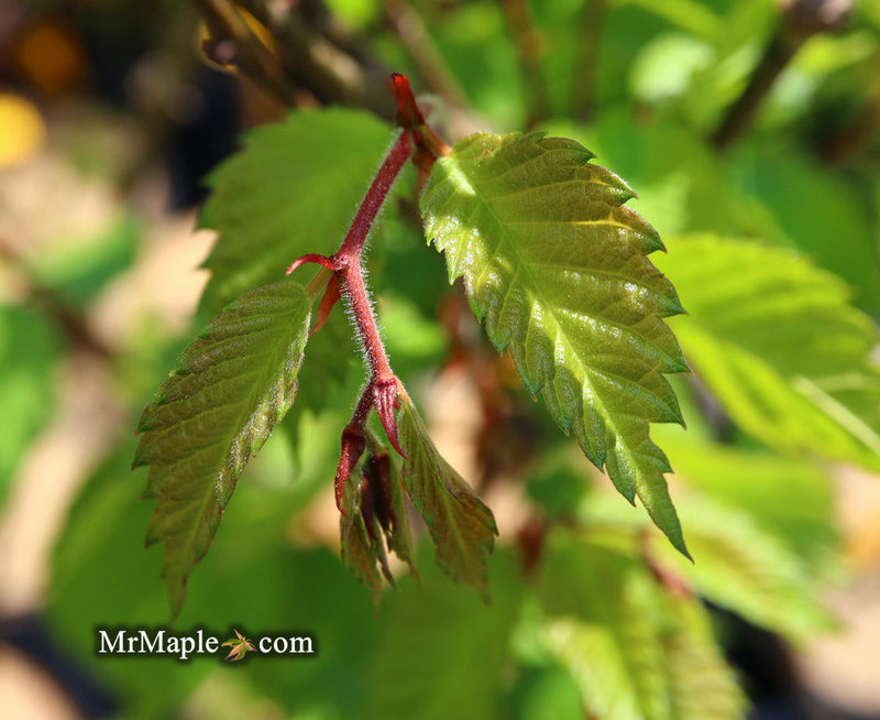 Zelkova serrata 'Musashino Silhouette' Columnar Japanese Zelkova - Mr Maple │ Buy Japanese Maple Trees