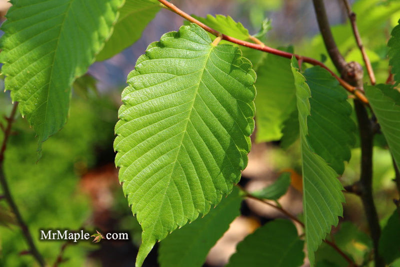 Zelkova serrata 'Musashino Silhouette' Columnar Japanese Zelkova - Mr Maple │ Buy Japanese Maple Trees