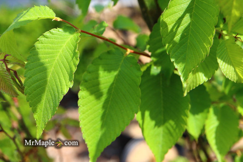 Zelkova serrata 'Musashino Silhouette' Columnar Japanese Zelkova - Mr Maple │ Buy Japanese Maple Trees