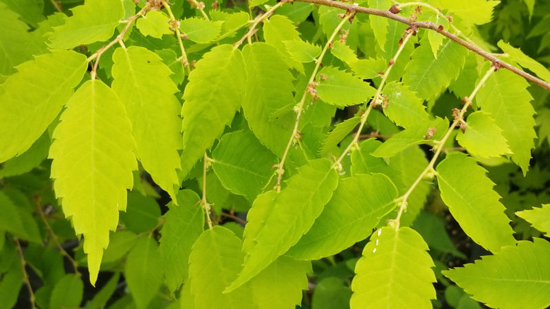 Zelkova serrata 'Ogon' Golden Yellow Japanese Zelkova - Mr Maple │ Buy Japanese Maple Trees