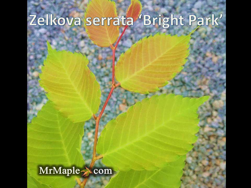 Zelkova serrata 'Ogon' Golden Yellow Japanese Zelkova - Mr Maple │ Buy Japanese Maple Trees