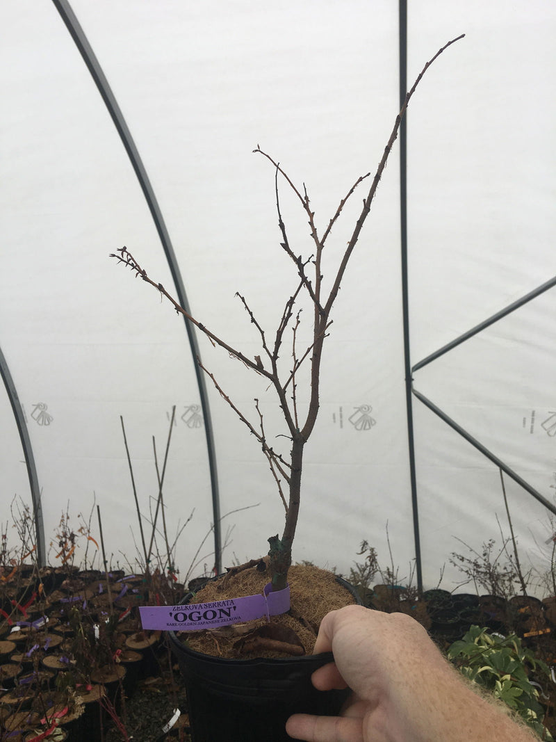 Zelkova serrata 'Ogon' Golden Yellow Japanese Zelkova - Mr Maple │ Buy Japanese Maple Trees