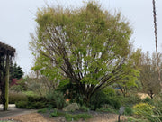 Zelkova serrata 'Ogon' Golden Yellow Japanese Zelkova - Mr Maple │ Buy Japanese Maple Trees