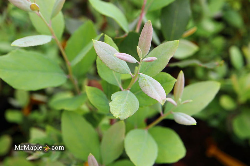 Zenobia pulverulenta 'Woodlander’s Blue' Dusty Honeycup - Mr Maple │ Buy Japanese Maple Trees