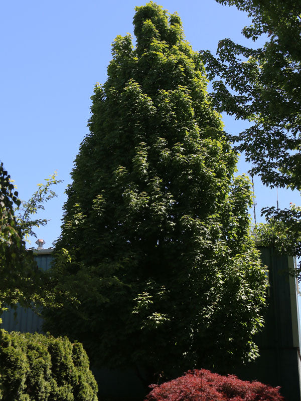 FOR PICKUP ONLY | Acer saccharum Apollo® Barrett Cole Sugar Columnar Maple | DOES NOT SHIP