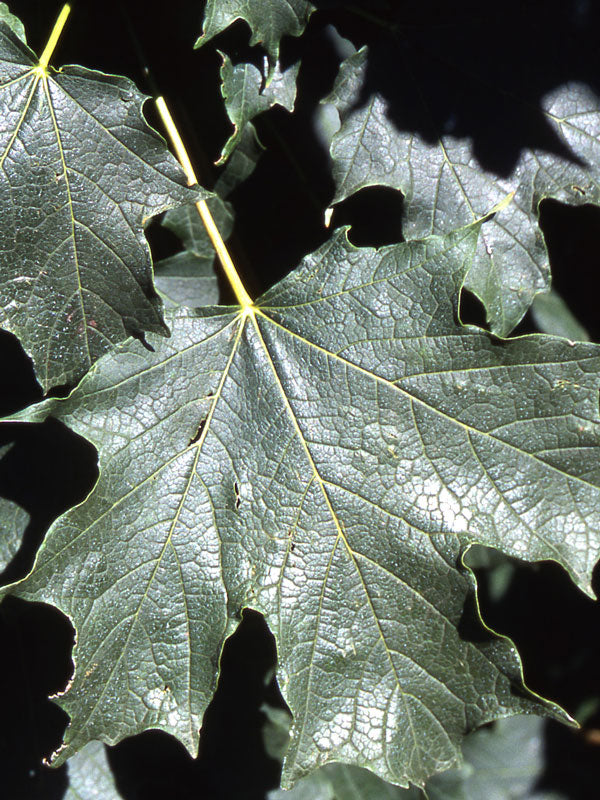 FOR PICKUP ONLY | Acer saccharum Apollo® Barrett Cole Sugar Columnar Maple | DOES NOT SHIP