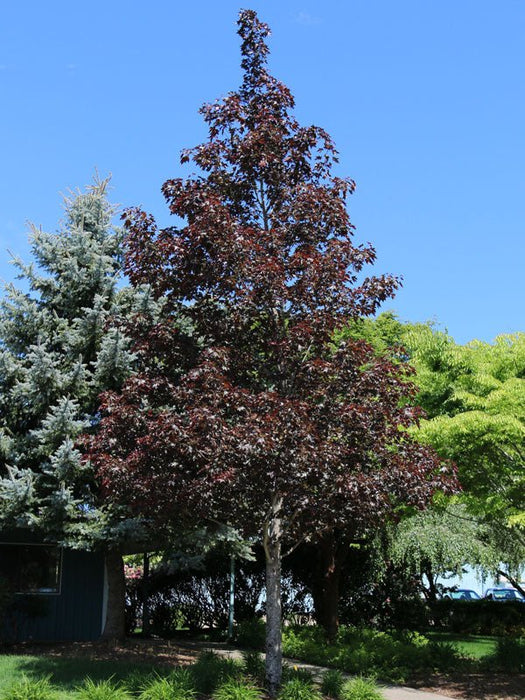 Acer truncatum x 'Crimson Sunset' Shantung Maple