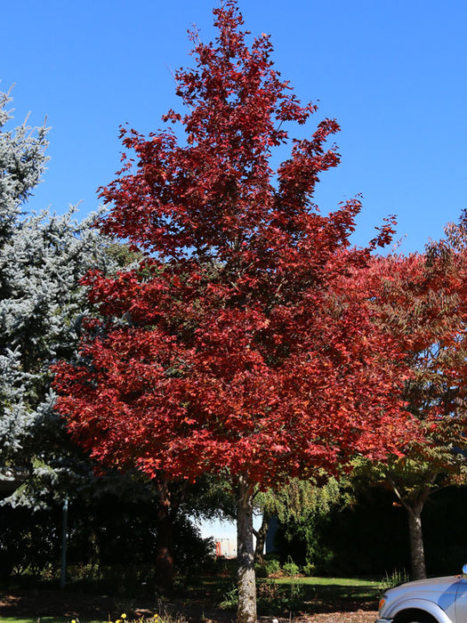 Acer truncatum x 'Crimson Sunset' Shantung Maple