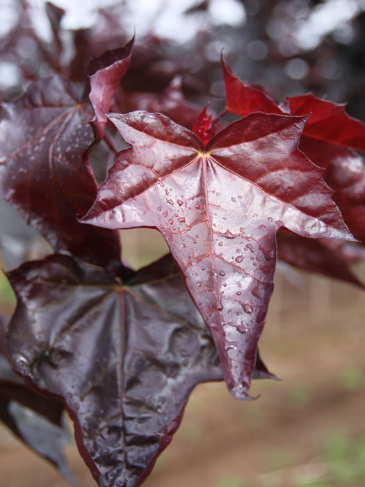 Acer truncatum x 'Crimson Sunset' Shantung Maple