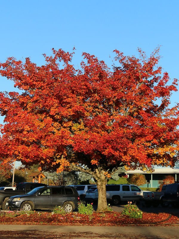 FOR PICKUP ONLY | Acer truncatum x platanoides 'Pacific Sunset®' Hybrid Shantung Maple | DOES NOT SHIP