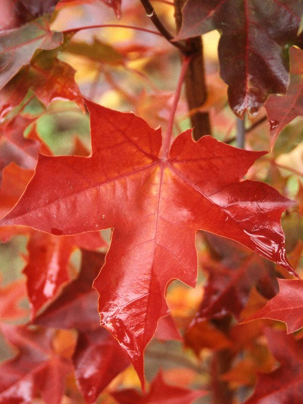 Acer truncatum x platanoides 'Pacific Sunset®' Hybrid Shantung Maple