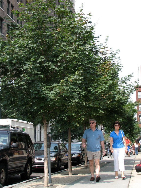 FOR PICKUP ONLY | Acer truncatum x platanoides 'Pacific Sunset®' Hybrid Shantung Maple | DOES NOT SHIP