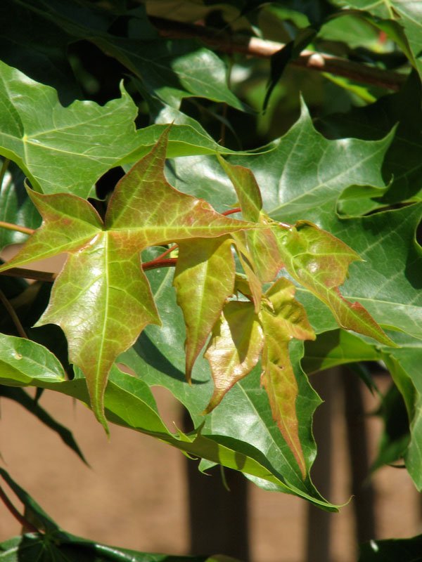 FOR PICKUP ONLY | Acer truncatum x platanoides 'Pacific Sunset®' Hybrid Shantung Maple | DOES NOT SHIP